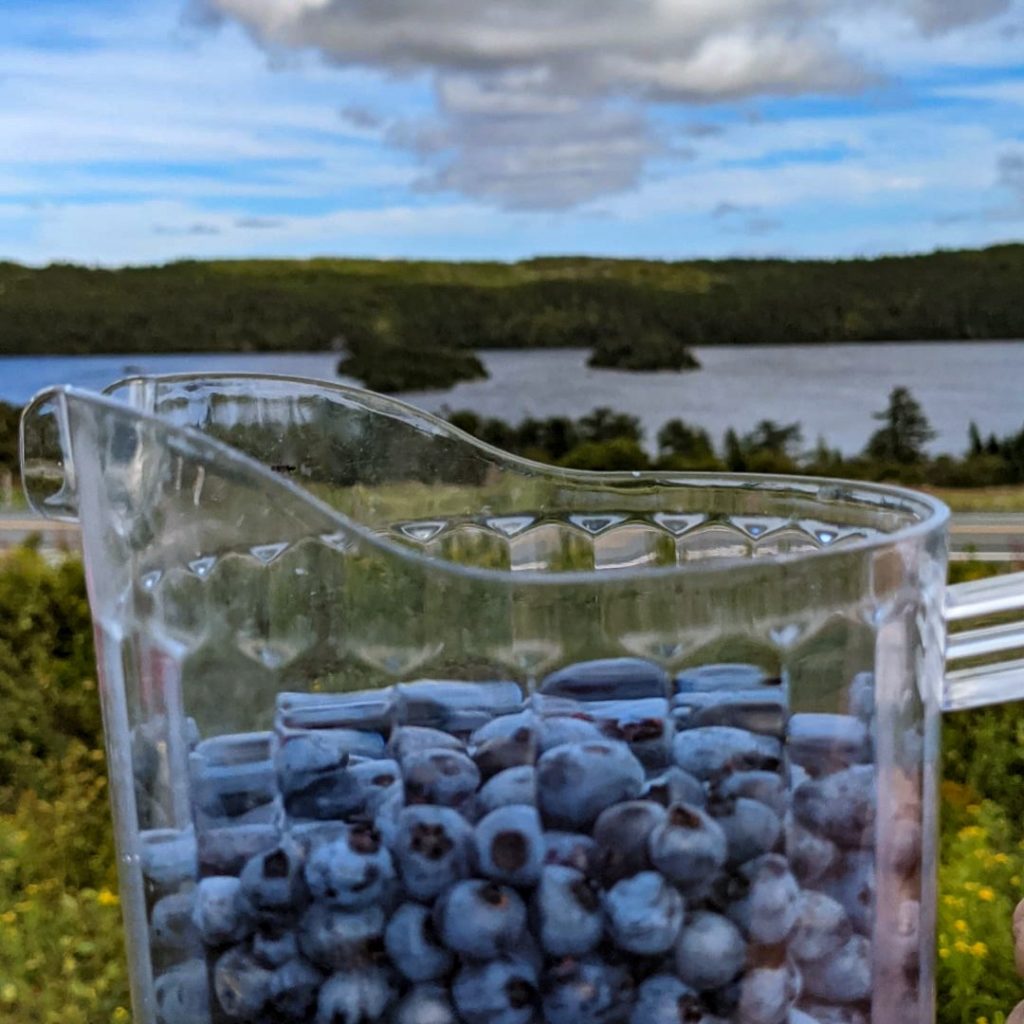 best places to go blueberry picking